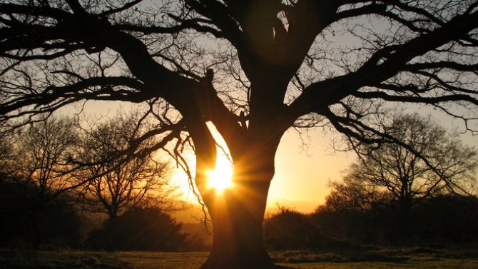 autumn-tree-1382832 – 副本