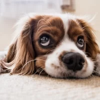 src=http___pic1.win4000.com_wallpaper_2020-02-17_5e4a982d151de.jpg&refer=http___pic1.win4000